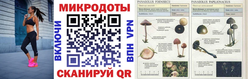 shop наркотические препараты  Приморск  Галлюциногенные грибы MAGIC MUSHROOMS  купить закладку 